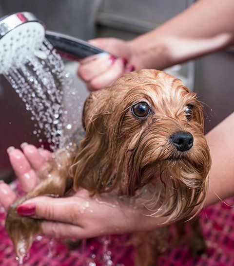 Fuzzy friends hot sale grooming