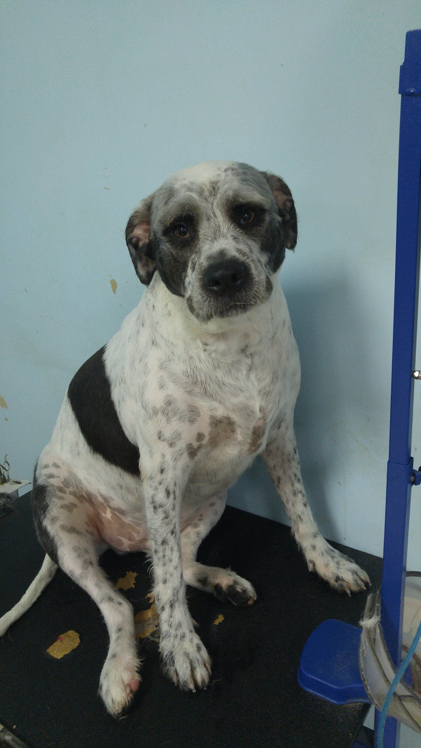 Pitbull Mix — Warren, MI — Fuzzy Friends Grooming