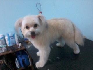 Yorkie Dog — Warren, MI — Fuzzy Friends Grooming