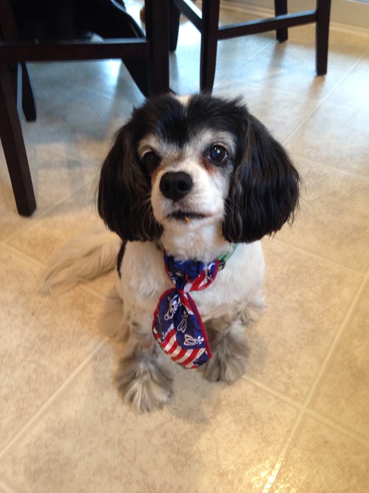 Grooming Gallery Warren, MI Fuzzy Friends Grooming