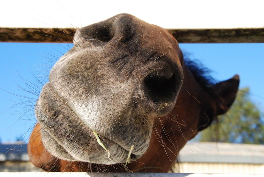 horse nose