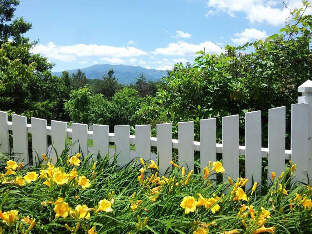 A white picket fence surrounds a field of yellow flowers