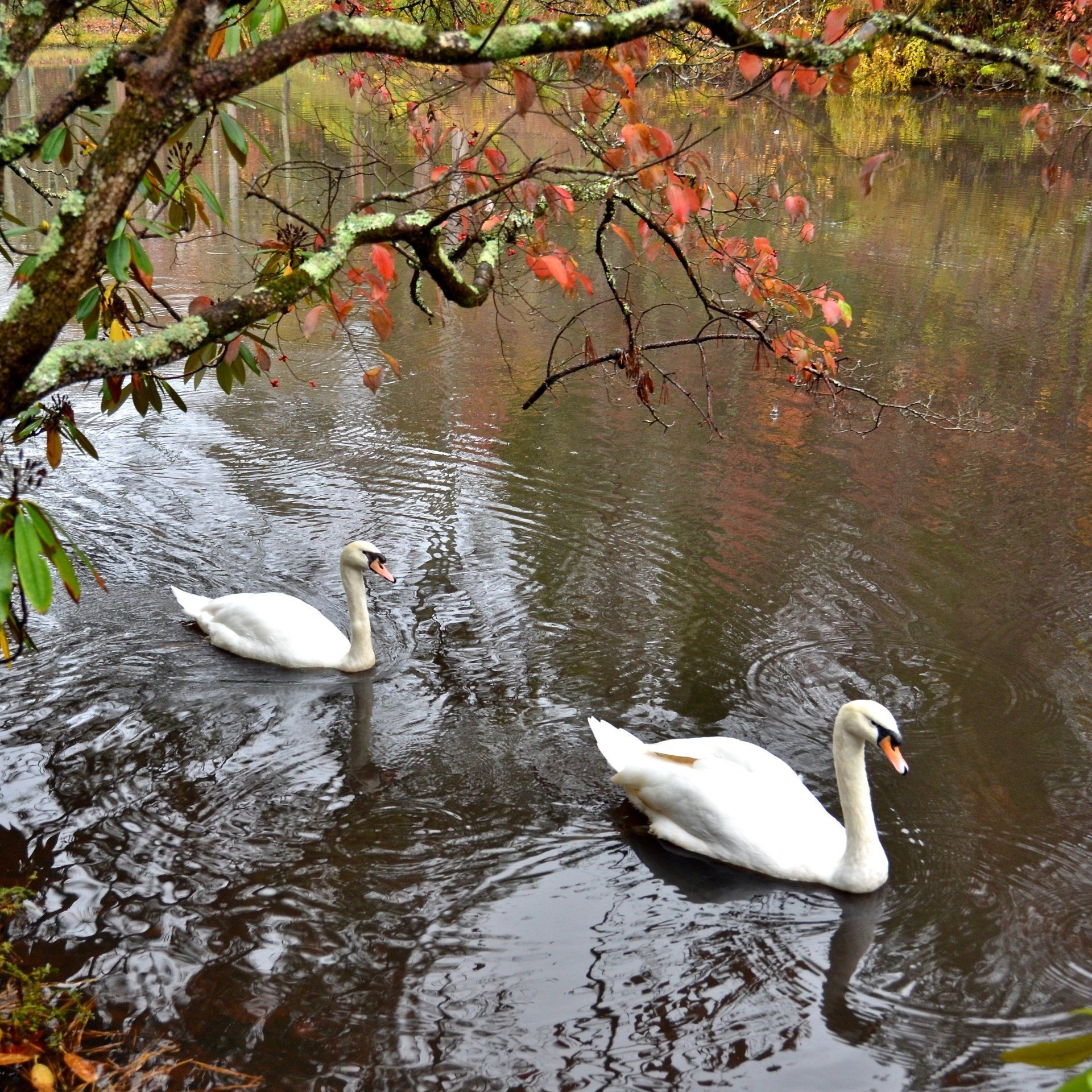 Two swans are swimming in a lake with trees in the background