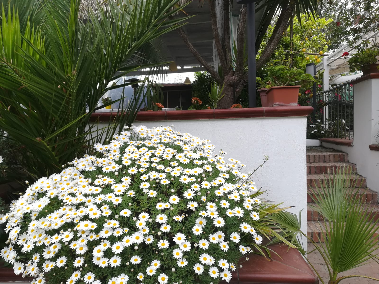 Un grande cespuglio di margherite bianche di fronte a un muro bianco con gradini, piante in vaso e palme.