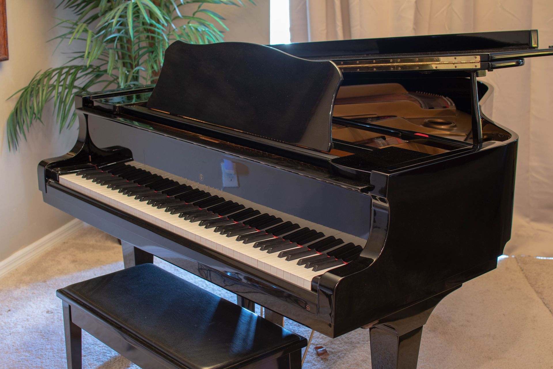 A polished black grand piano with the lid propped open, positioned in a room with a potted plant.