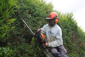 Tree pruning - Wilton, Marlborough - J. Hawkins Tree Surgery - Pruning 
