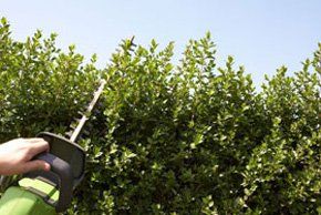 Tree pruning - Wilton, Marlborough - J. Hawkins Tree Surgery - Pruning 