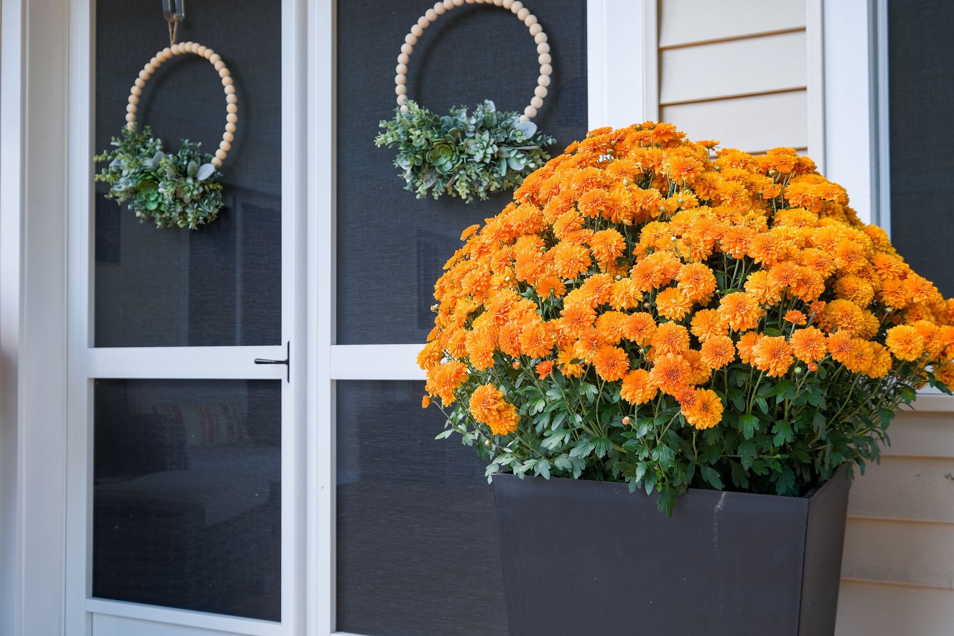 Orange mums overflowing from a dark square planter next to a white door with wreaths hanging on it.