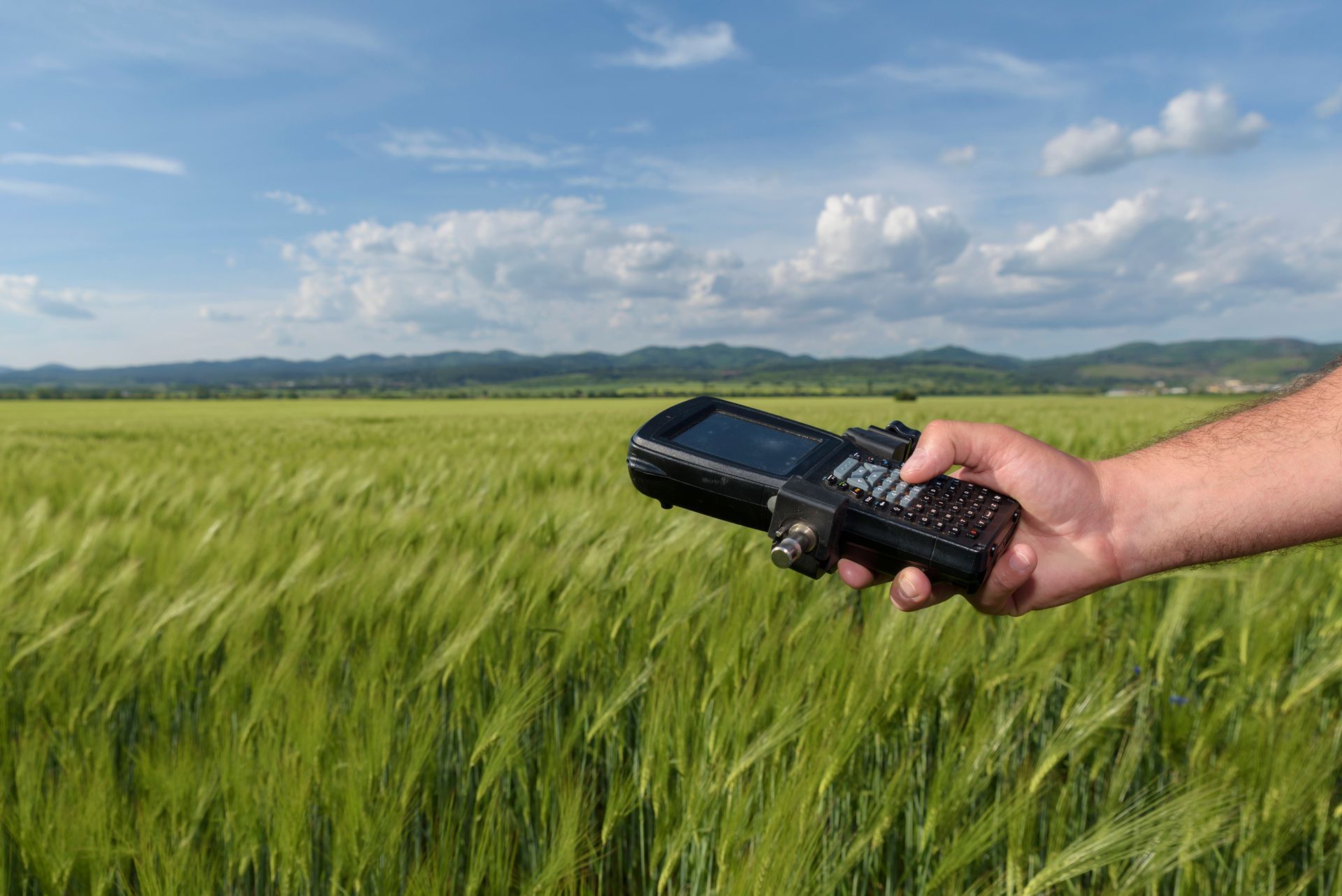 A person is holding a cell phone in a field of wheat.