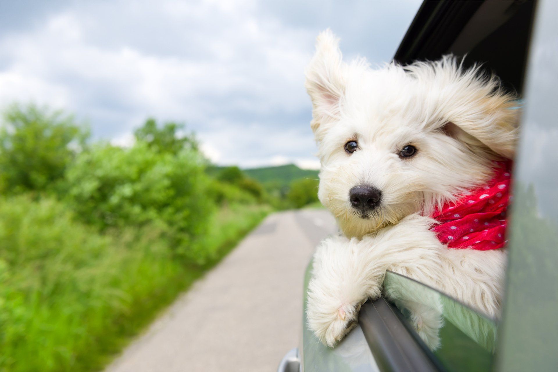 A Small White Dog Is Sticking Its Head Out Of A Car Window - San Pablo, CA - Grand Prix Car Wash San Pablo