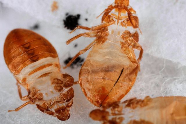 Bed Bugs – Are you covering up this disgusting pest?