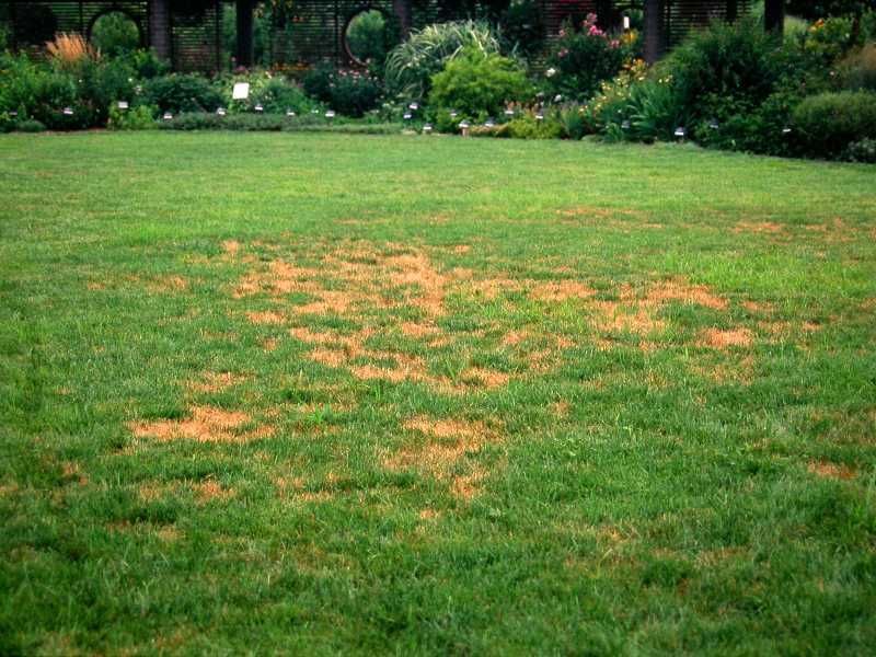 How Do I Get Rid of Brown Patches on My Lawn?