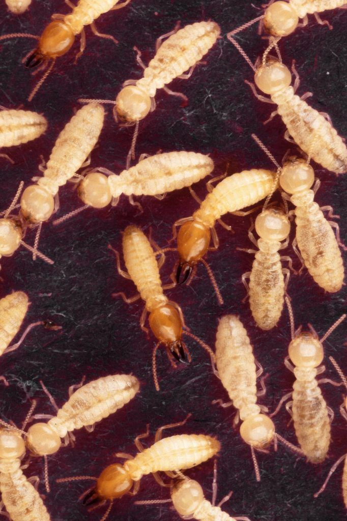 The Importance Of Termite Protection For Your Home