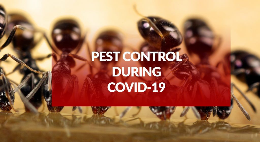 Pest Control During COVID-19