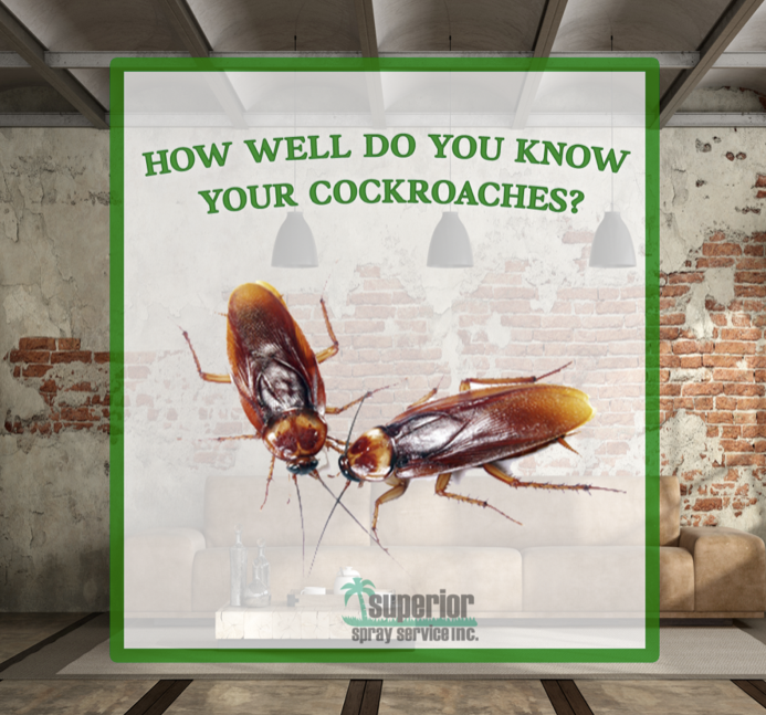 How Well Do You Know Your Cockroaches?