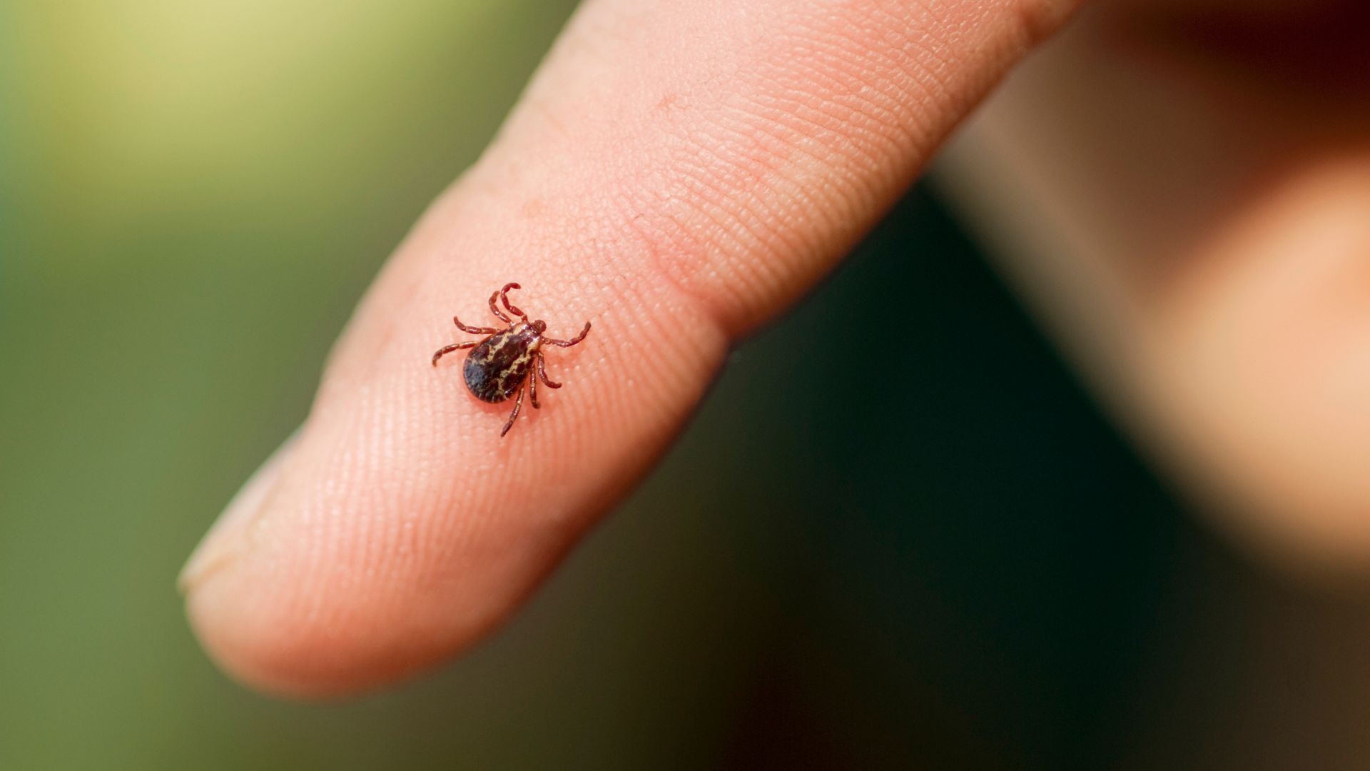 Effective Tick Control for Your Property