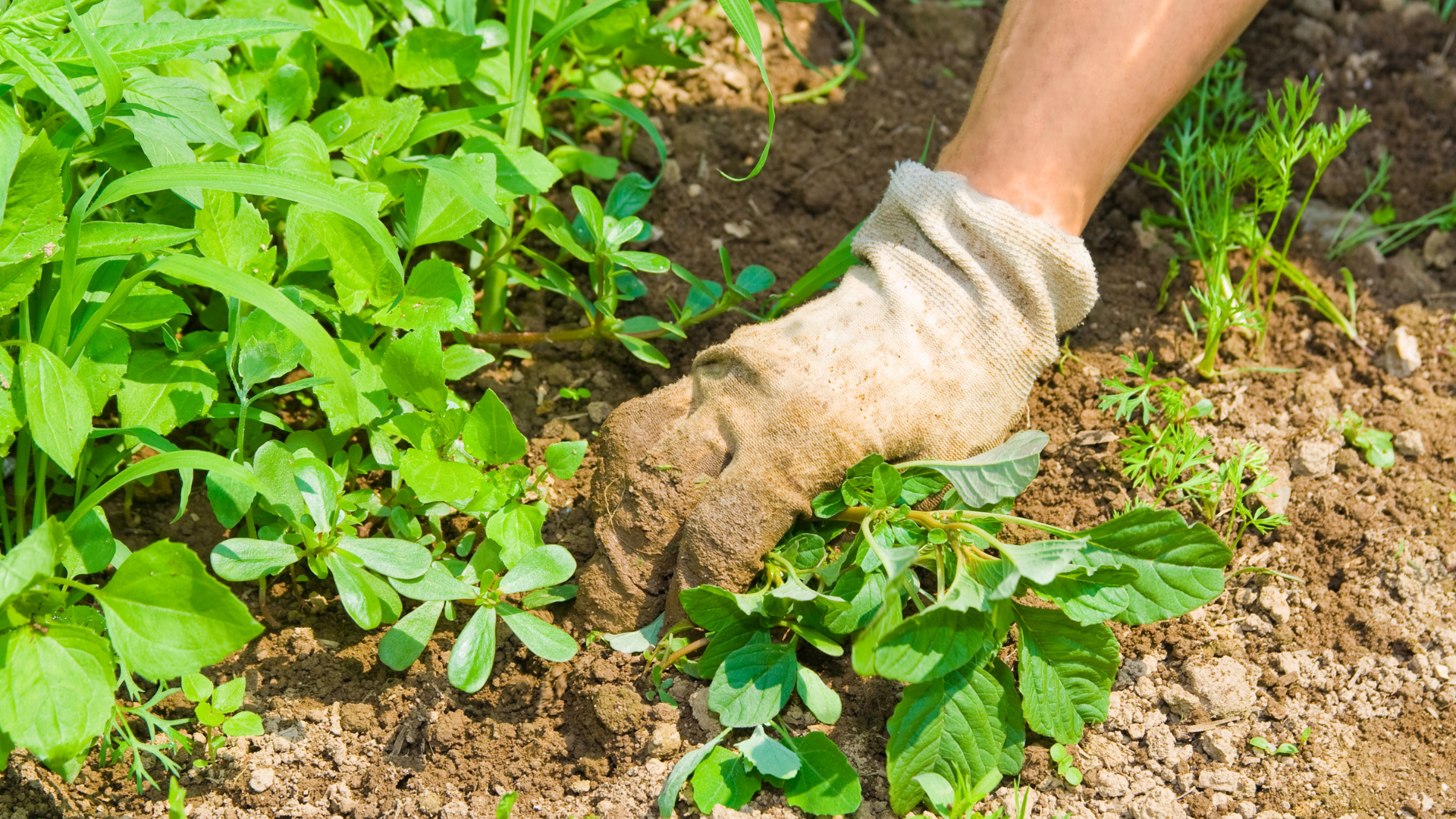 Effective Weed Control Strategies for Your Lawn