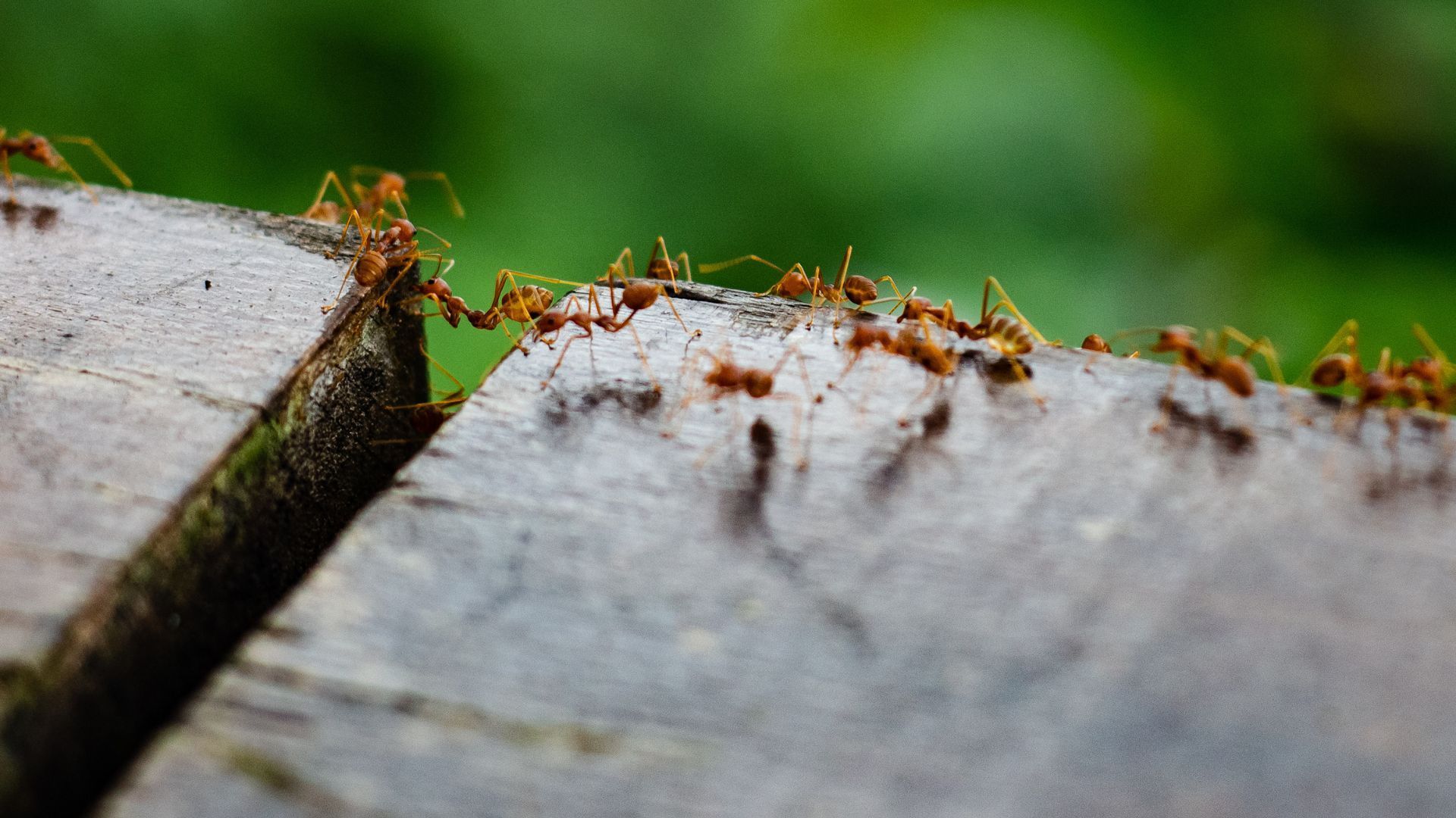 How to Deal with Fire Ants in Your Yard