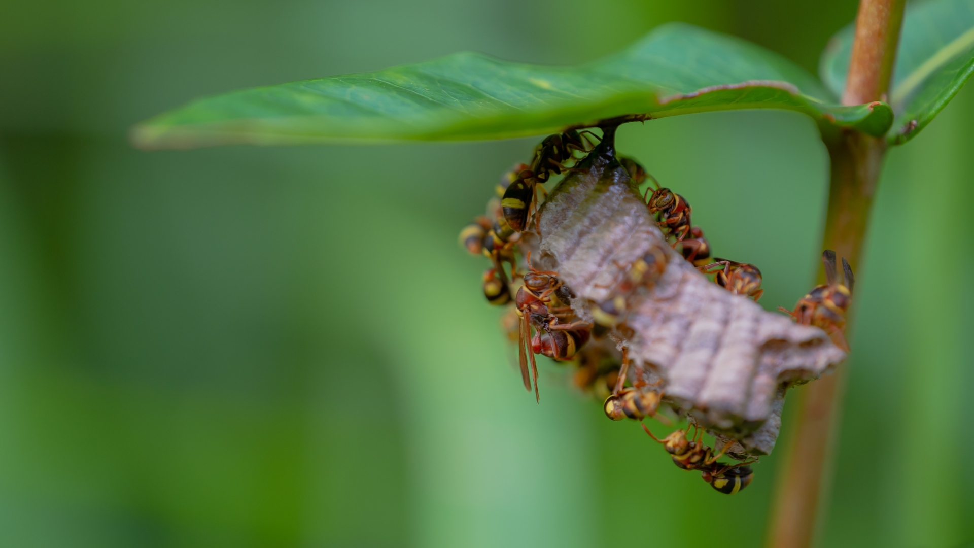 How to Deal with Stinging Insects in Fall