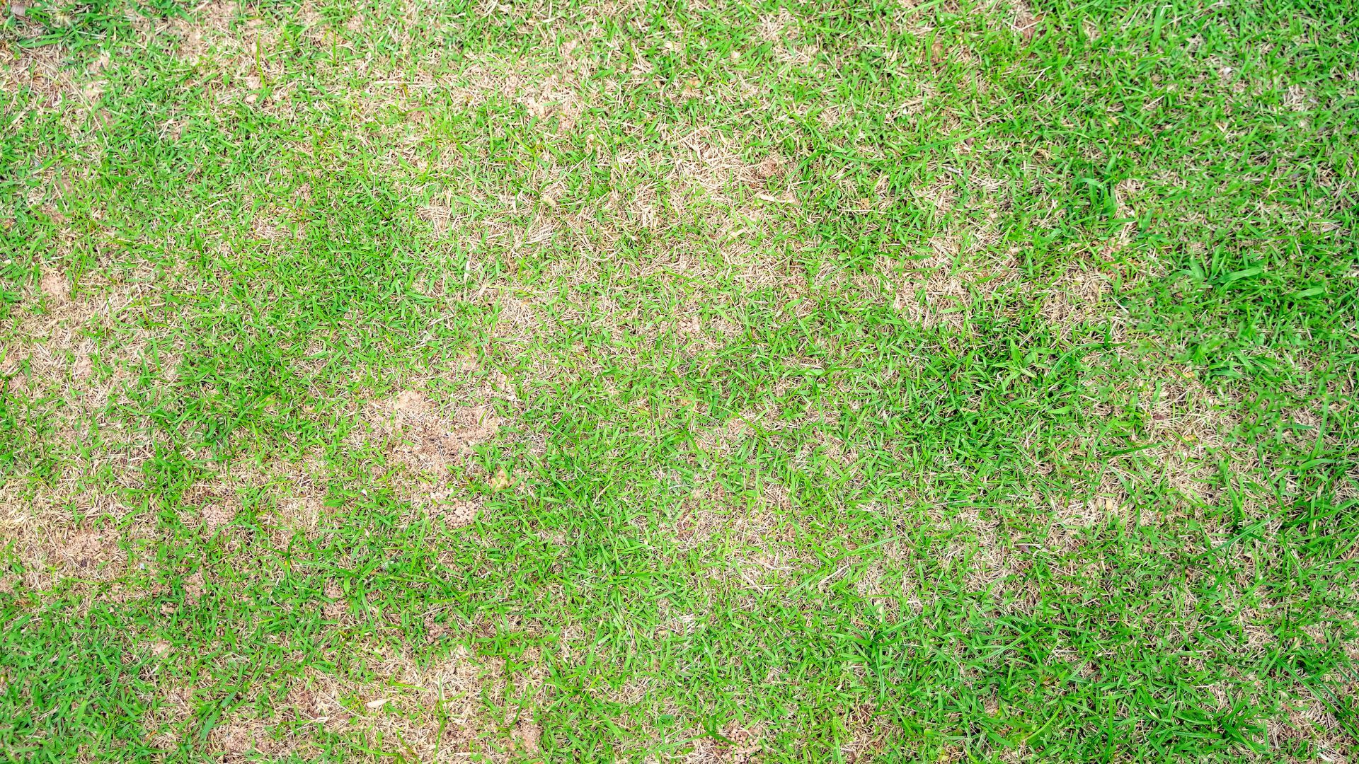 How to Identify and Treat Lawn Diseases