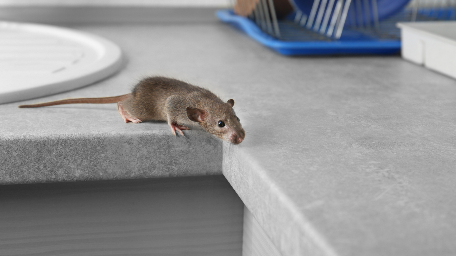 How to Safeguard Your Home from Rodents