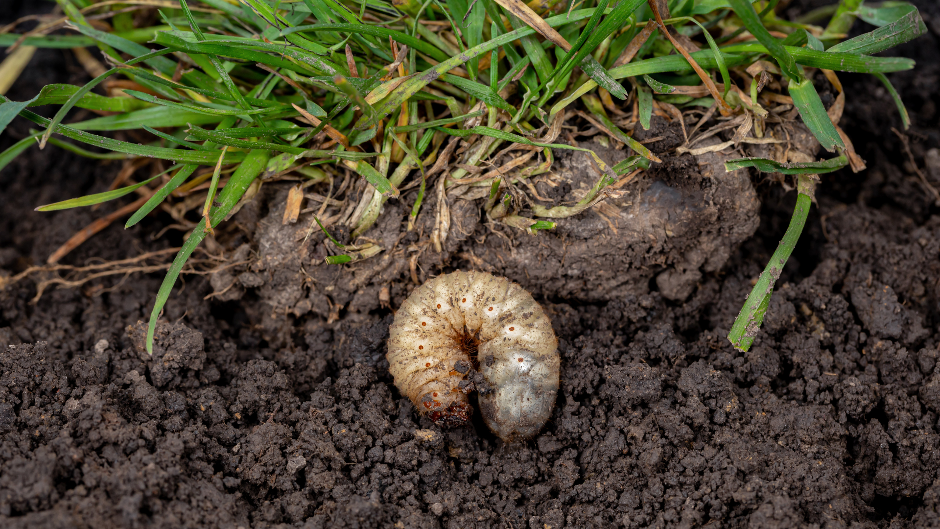 Identifying and Managing Lawn Grubs