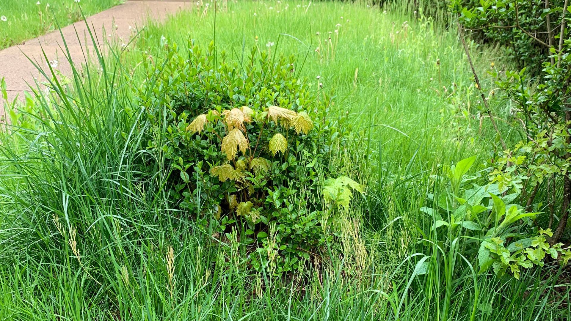 Managing Overgrown Vegetation to Prevent Pest Infestations