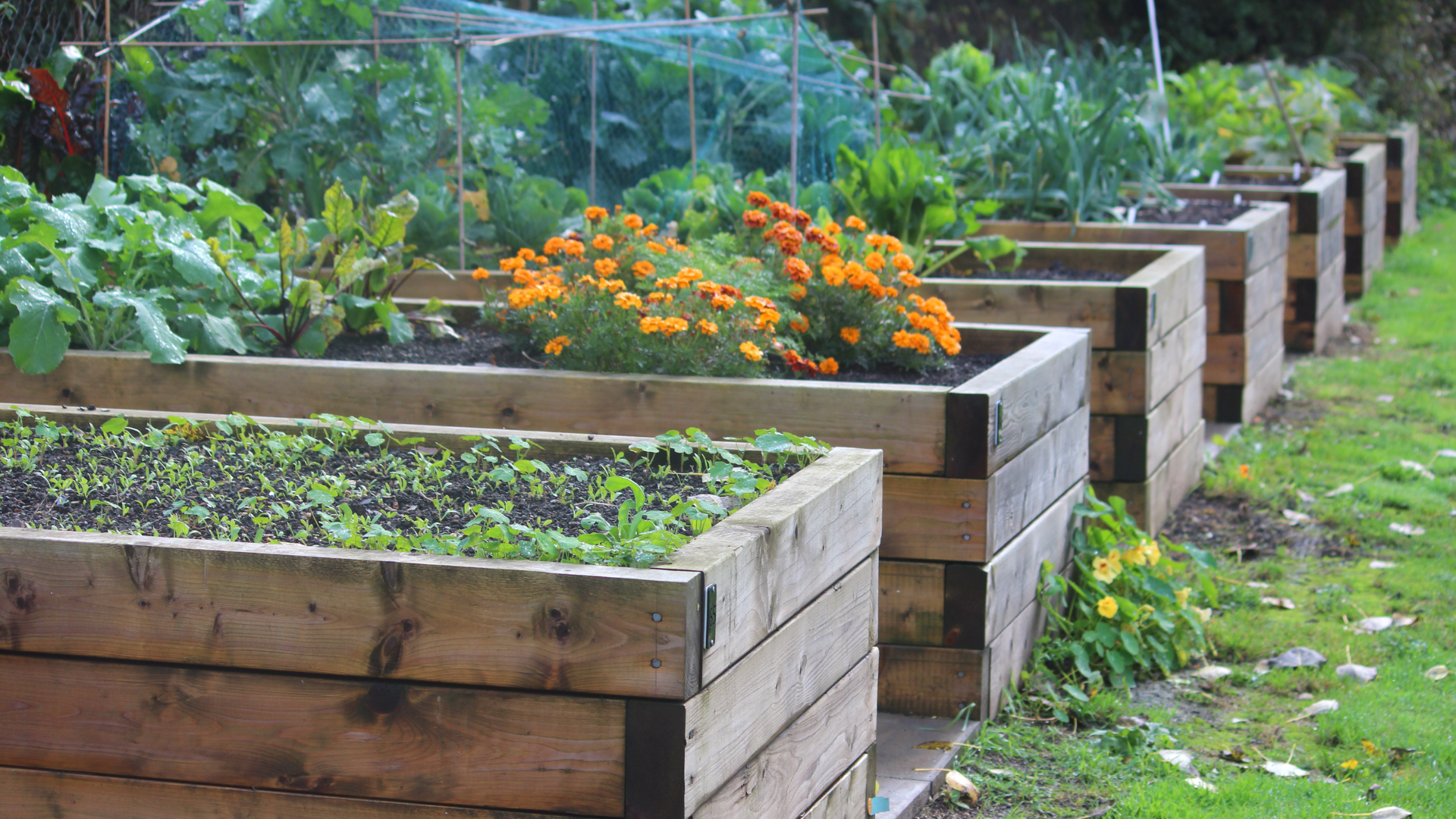 Preventing Pests in Your Vegetable Garden