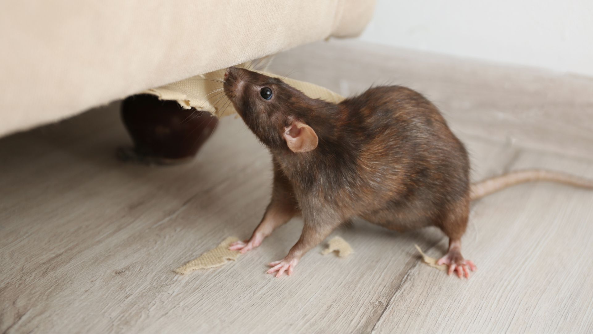 Protecting Your Home from Rodents