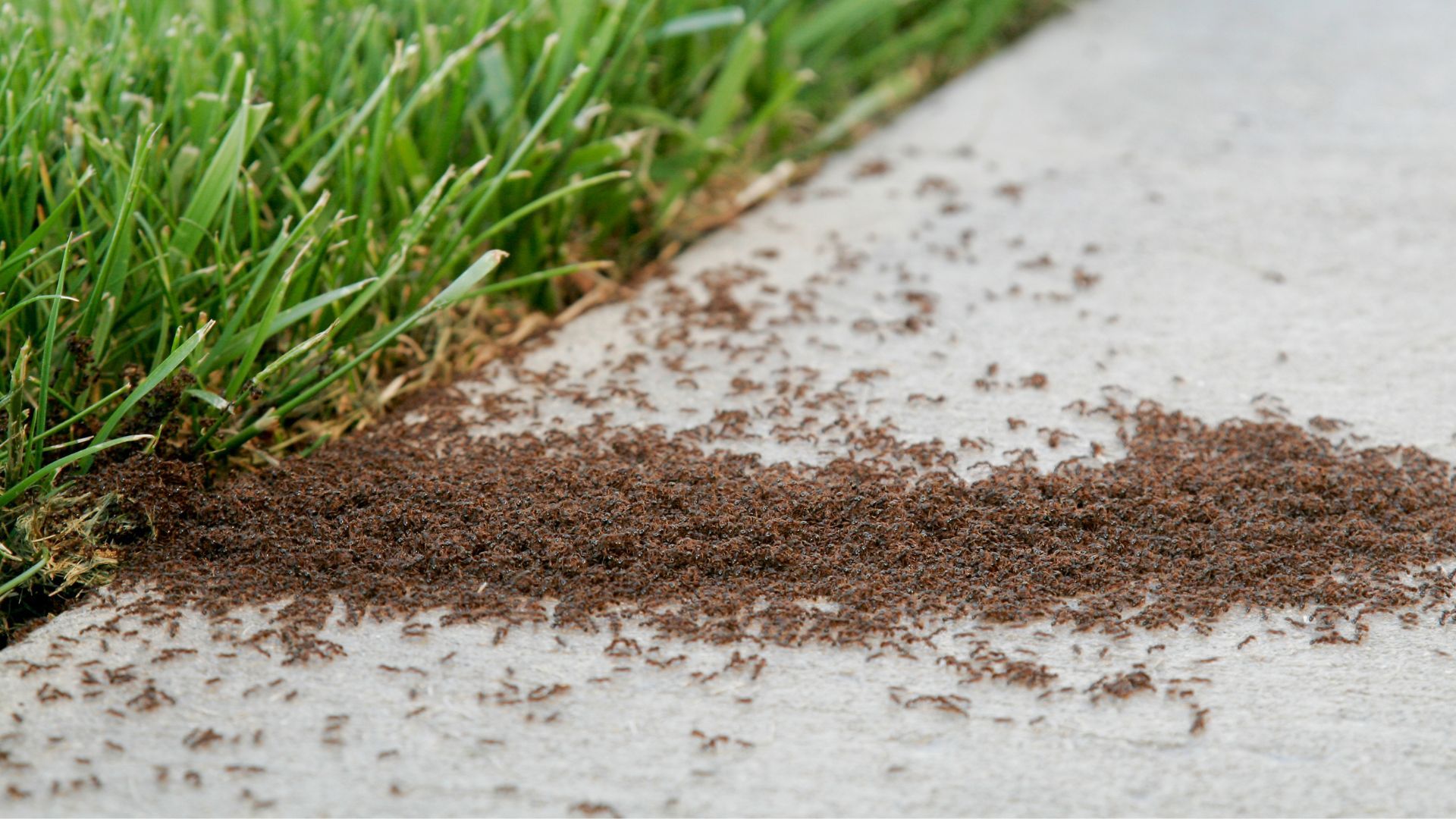 Protecting Your Home from Summer Pests