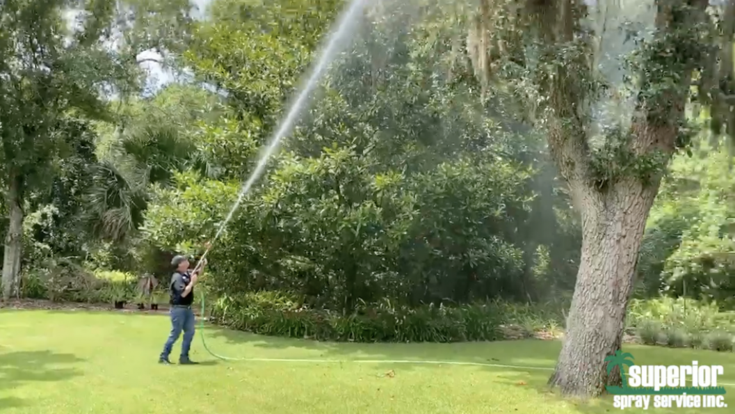 Spanish Moss Removal Florida Superior Spray Service