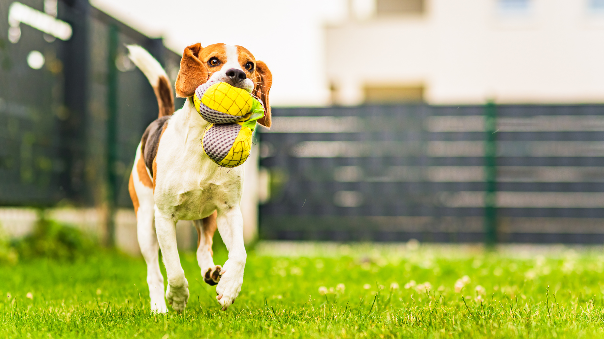 Signs Your Pet May Be Bringing Pests Indoors