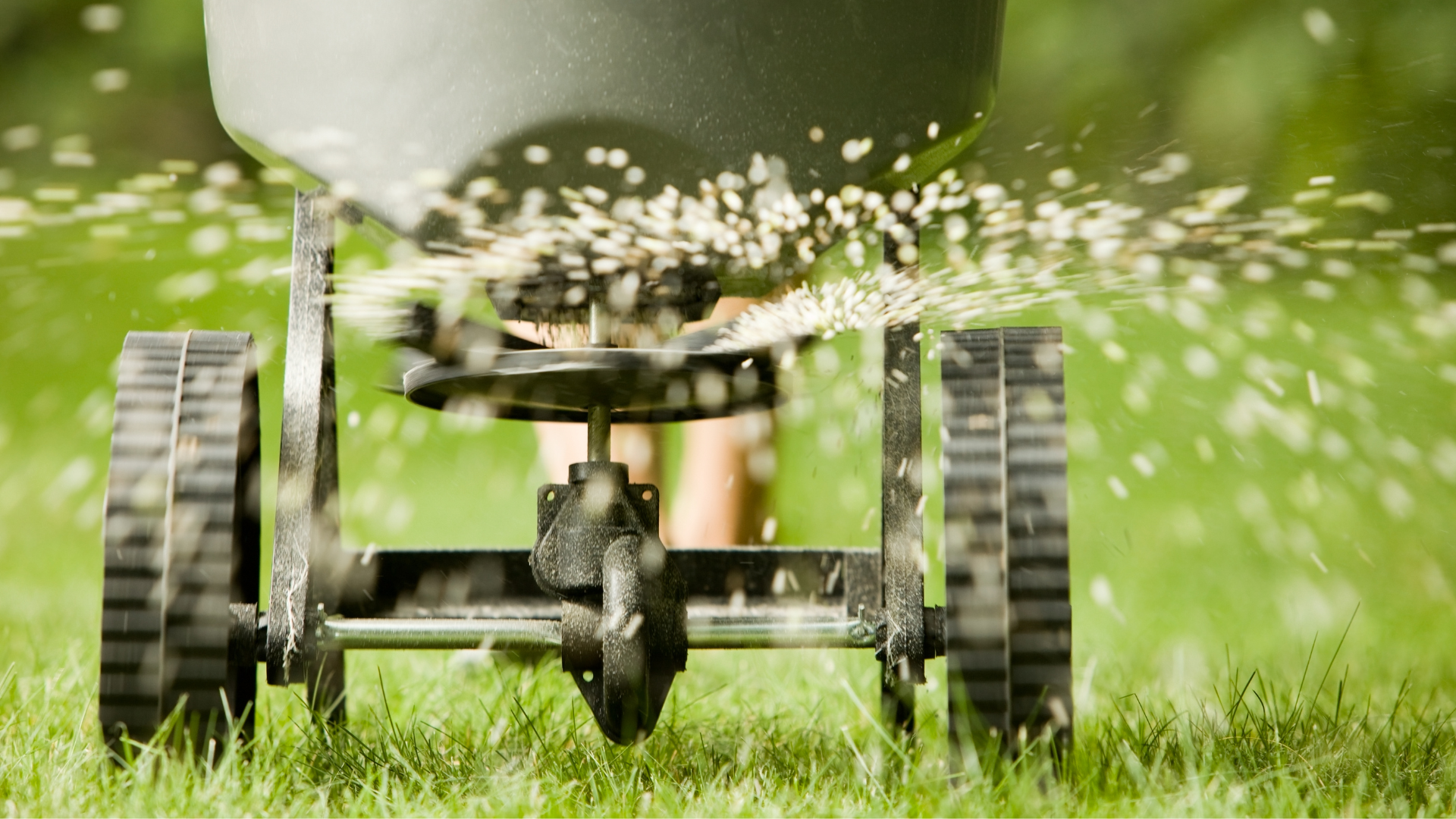 The Best Time to Fertilize Your Lawn