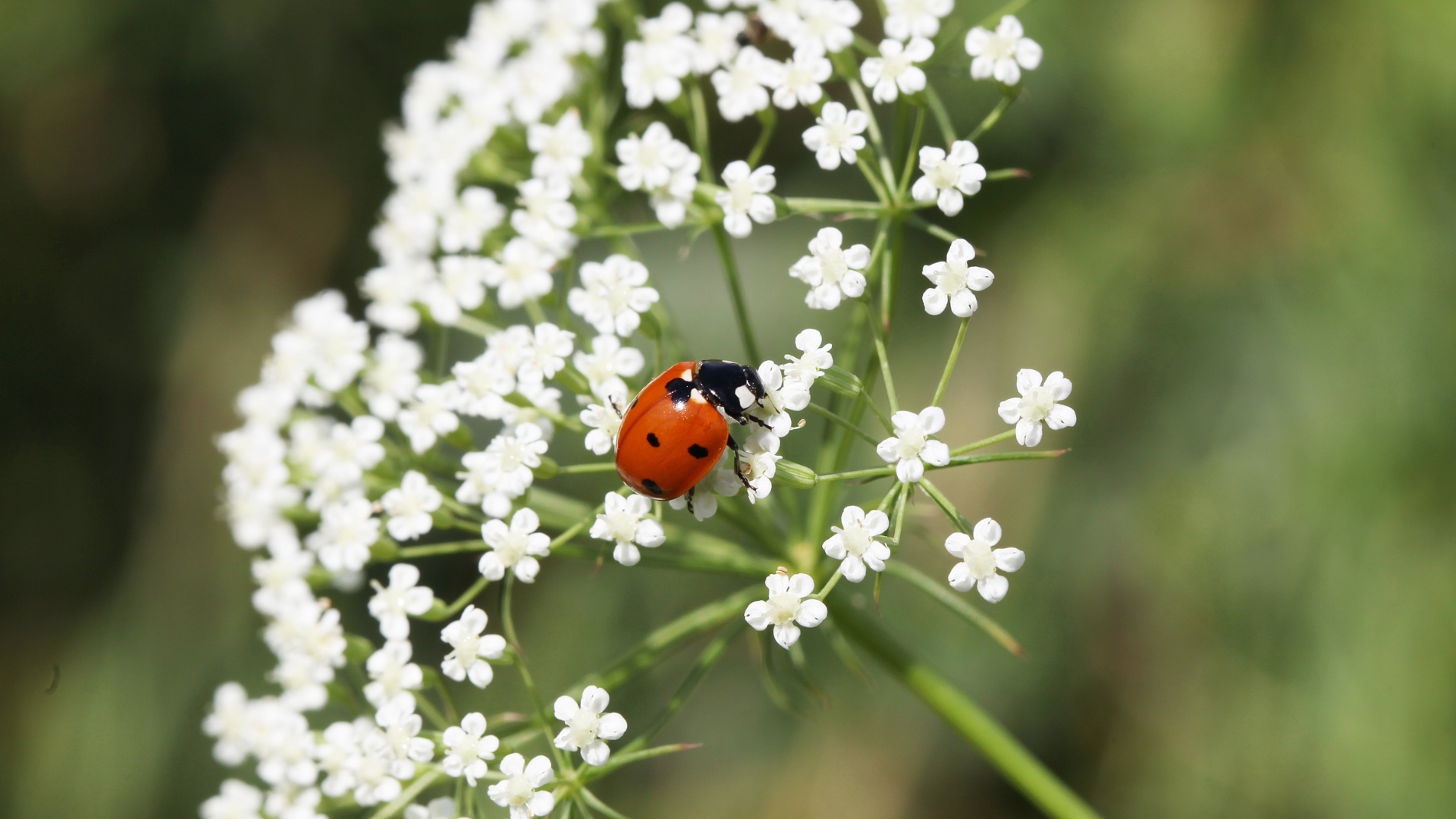 The Role of Beneficial Insects in Pest Control