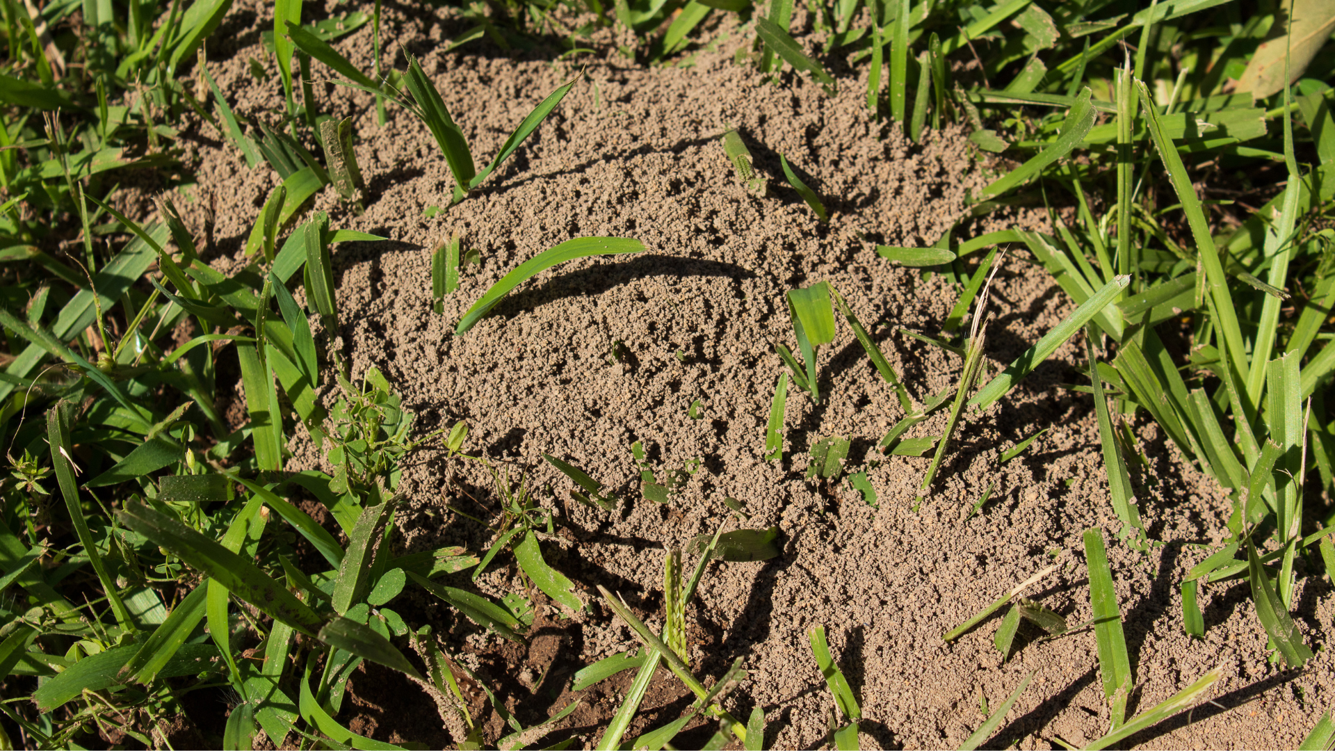 Tips for Keeping Your Yard Free of Ants