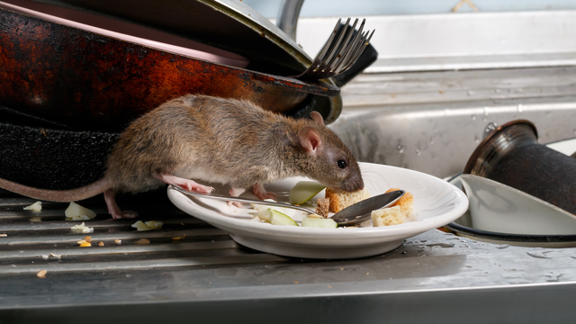 Rodent Behavior: Surprising Facts to Protect Your Home
