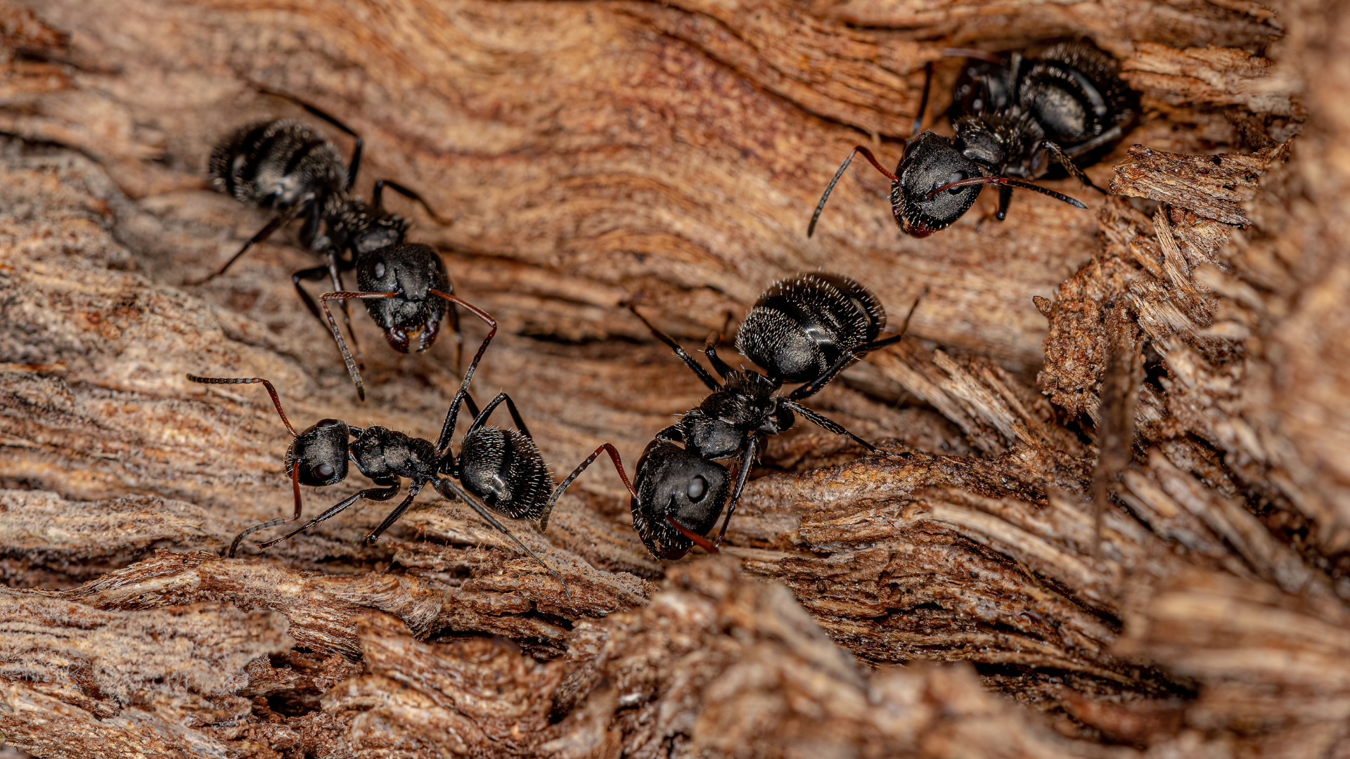 Understanding the Damage Caused by Carpenter Ants