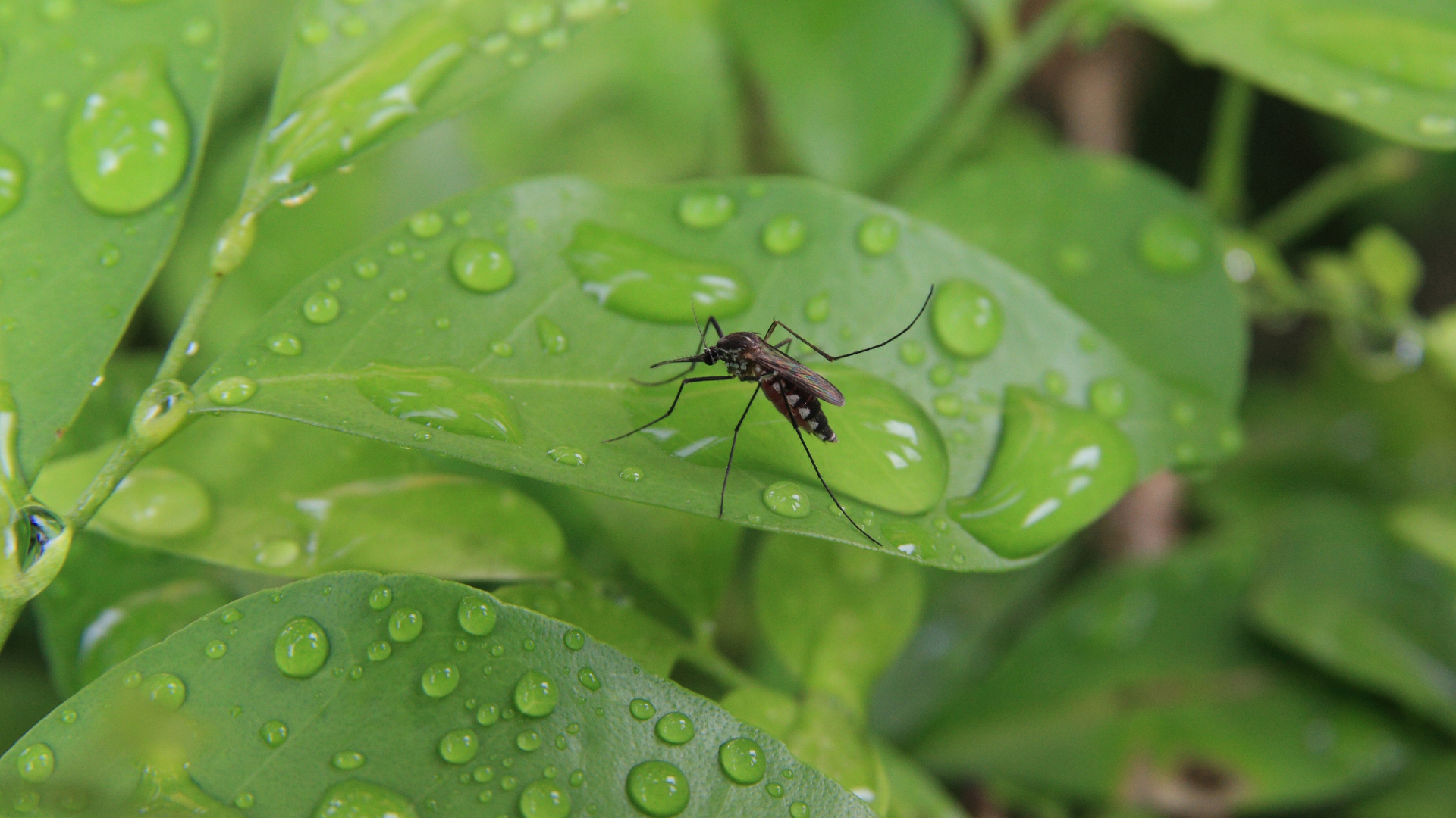 Understanding the Life Cycle of Mosquitoes