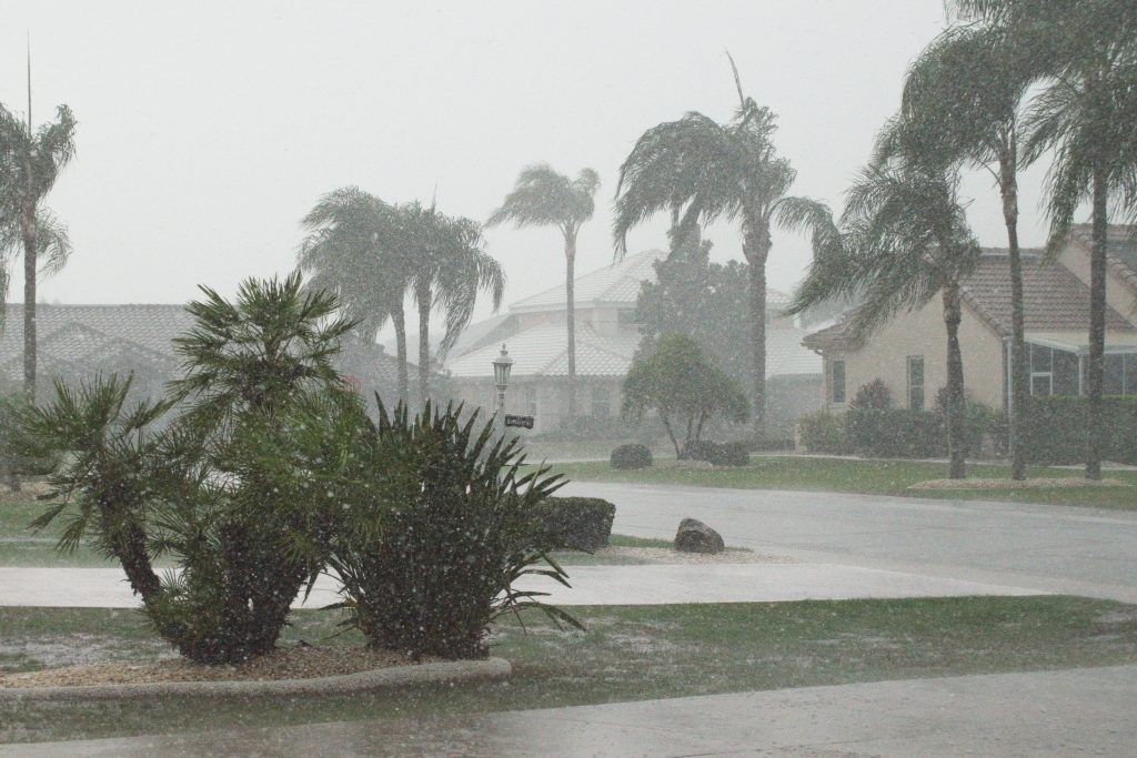 Expert Tips To Revive Damaged Trees After A Hurricane