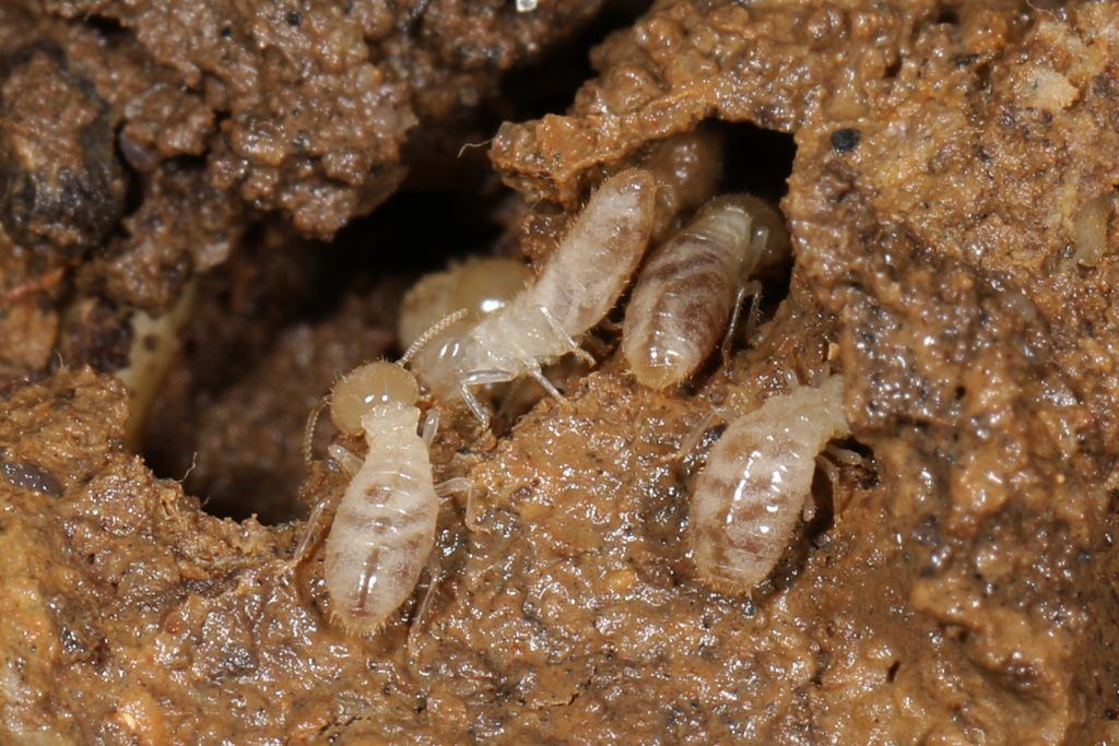 Subterranean Termites: Don't Let Silent Destroyers Devour Your Home