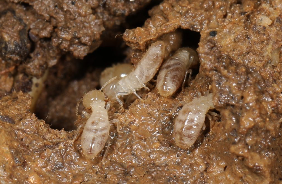How To Get The Best WDO Inspection By A Termite Certified Pest Control Operator