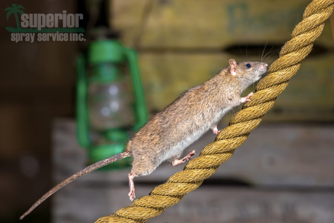What You Should Know About Rodents