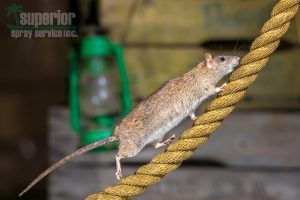 Pest Control Lakeland - Superior Spray Pest Control - Image of Rat