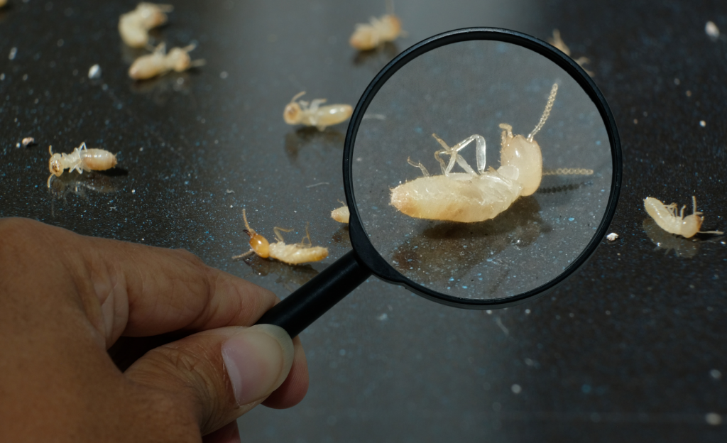What Attracts Termites & How To Prevent Them