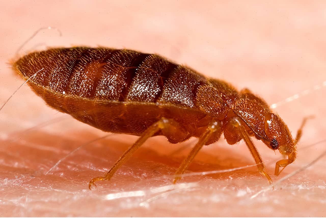 Bed Bug Awareness Week. What you need to know.