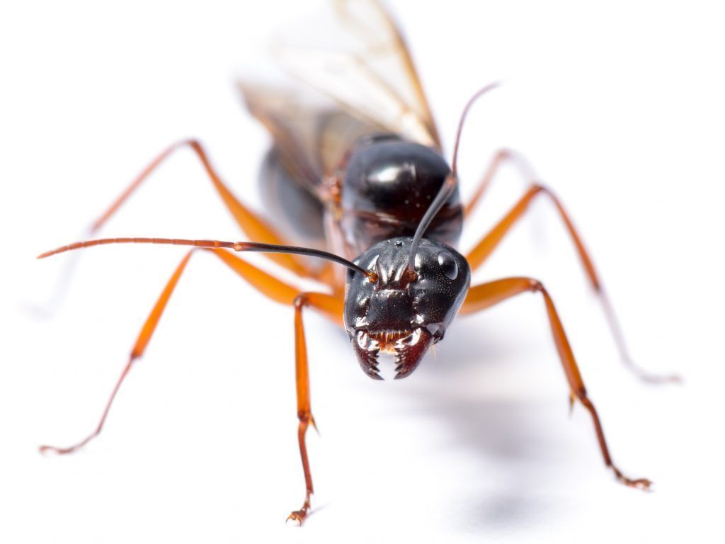 How To Get Rid Of Carpenter Ants In Florida