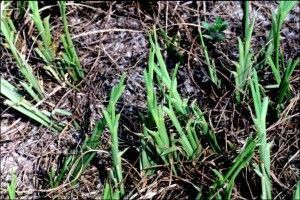 Caterpillar damage to bahia grass.