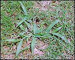 Crabgrass is a hard to control grassy weed.
