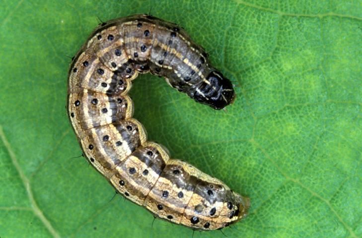 Tropical sod webworm larva