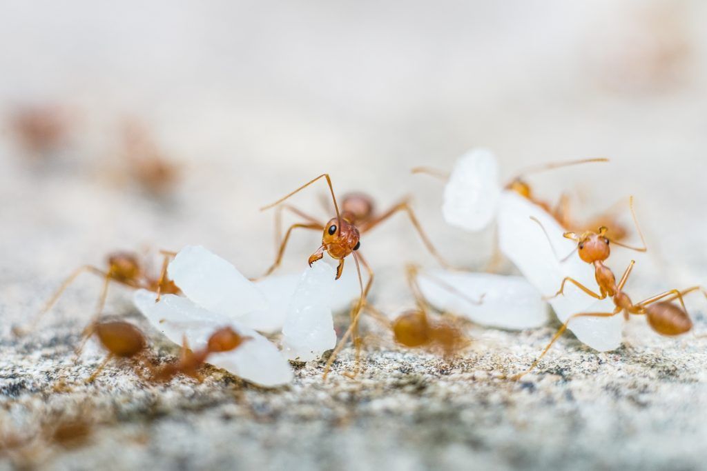 8 Types Of Ants Floridians Should Know About